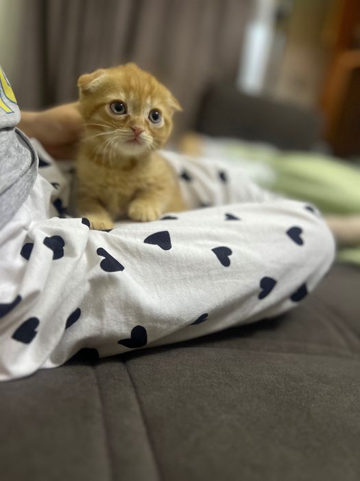 Рыжий вислоухий котенок