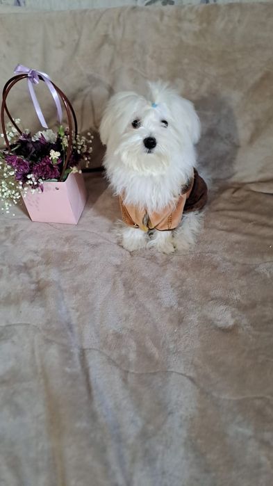 Кукляшки щенки мальтеза