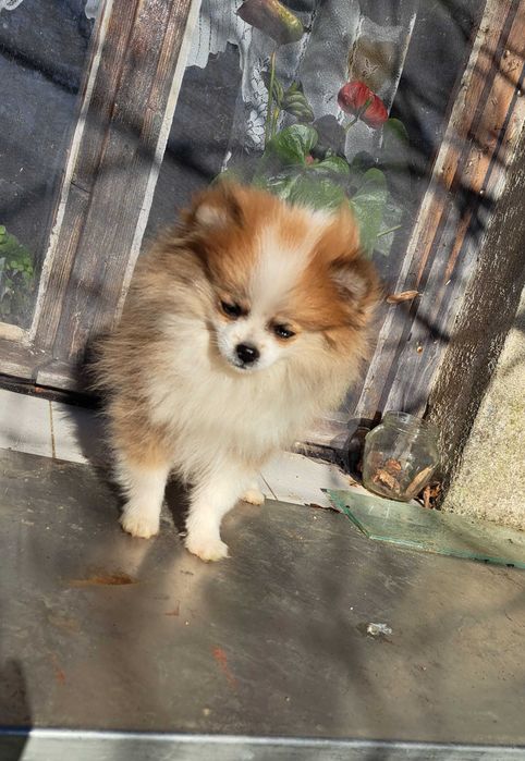 Уникално женско померанче