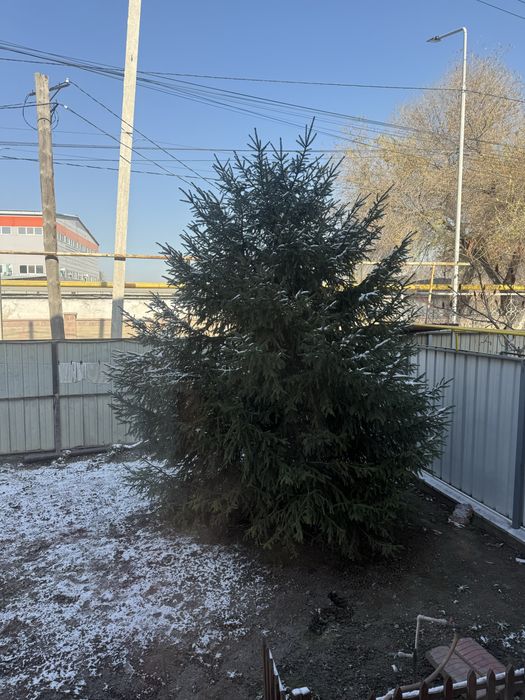 Живая елка 3 метровая