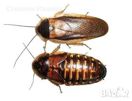 Нелетящи плодови мушици, дрозофили (Drosophila melanogaster 'Wingless' и Drosophila hydei), хлебарки дубия, брашнени червеи, изоподи/мокрици, пръчици