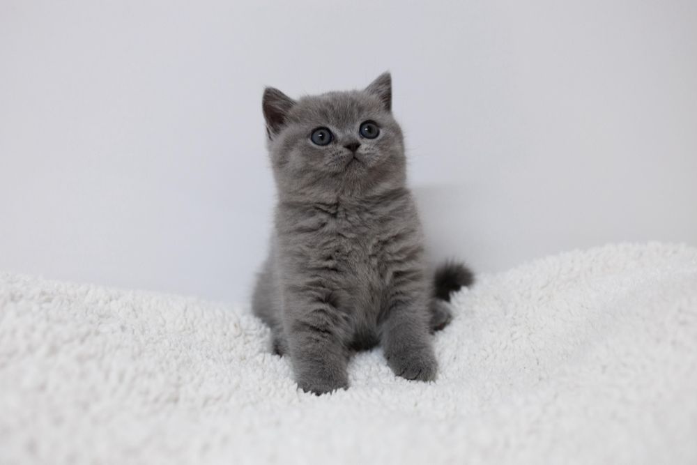 Британские плюшевые котята.