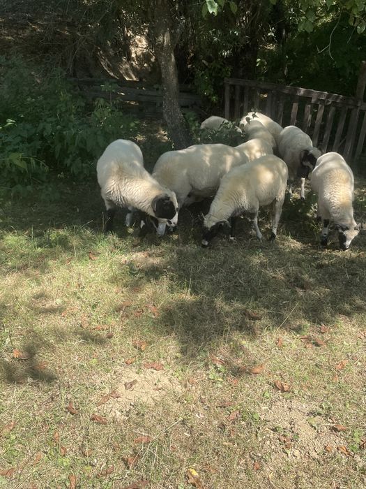 De vanzare 7 mielute si un berbec