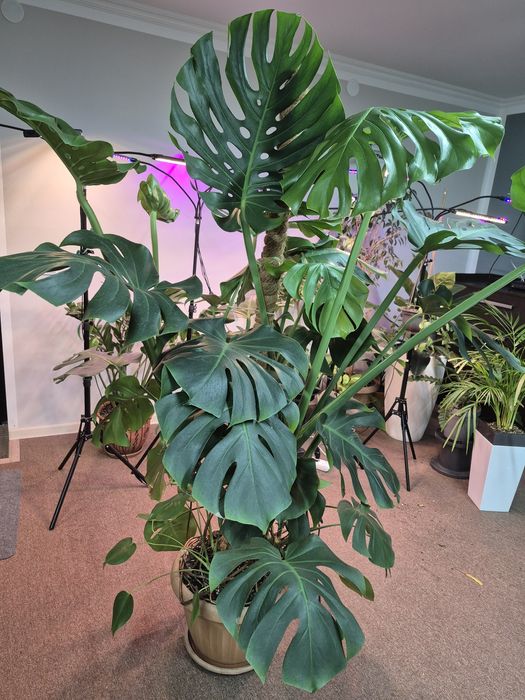 Продам цветы комнатные