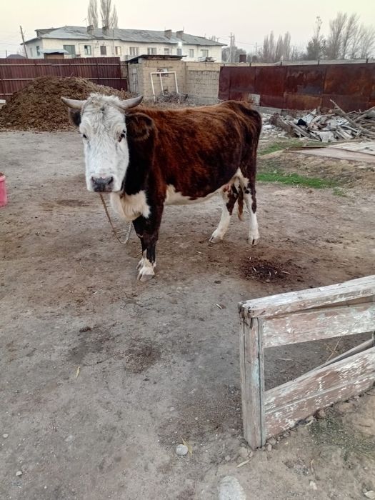 Сиыр сатылады семіз