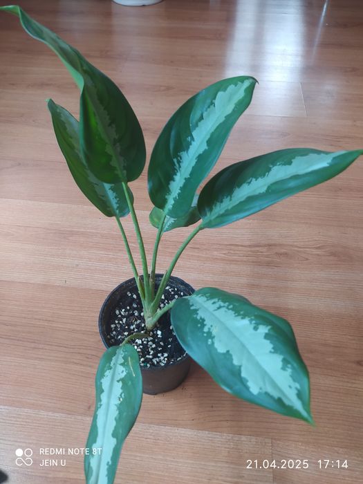 Дисхидия вариегатная, Аглаонемы.