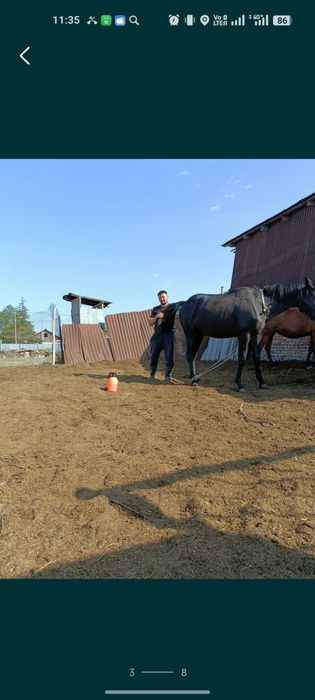 УЗИ для животных лошадей и коровы