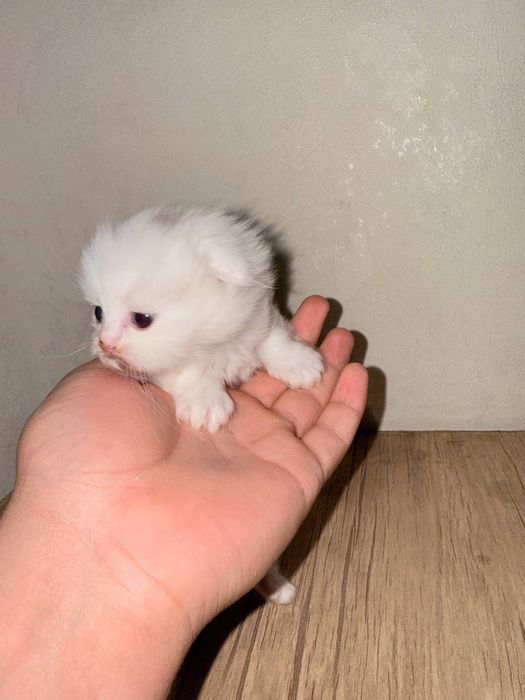 Скоттиш фолд кошка