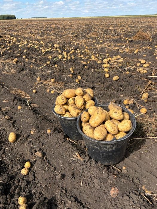Продажа Картофеля
