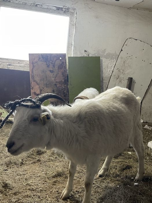 Ешкі Козы сатылады Срочноо!