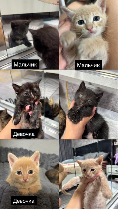Отдам котят в добрые ручки