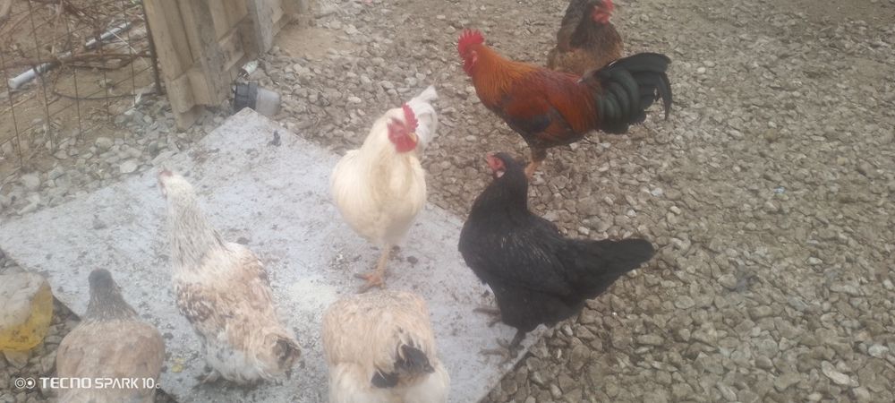 Кораздар сатылады