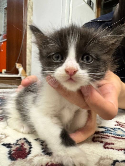 Отдам даром котята