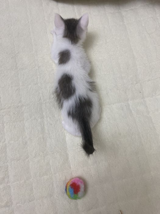 Котята два мальчика, одна девочка,  окрас далматинец)