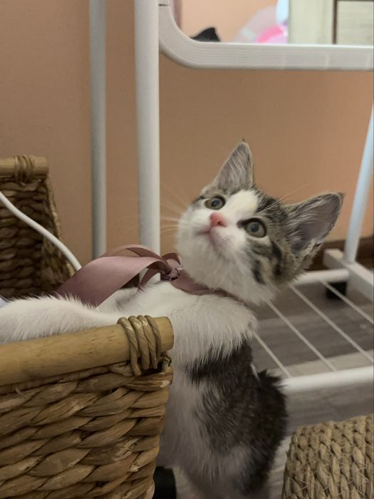 Котенок в добрые руки