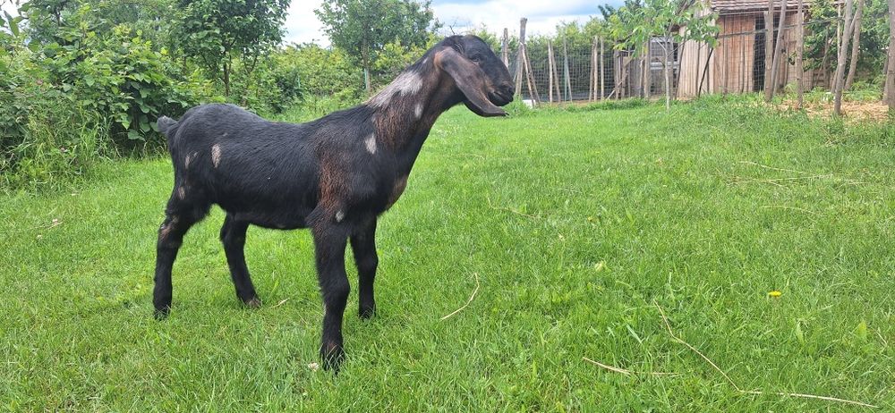 Lichidez ferma de  capre anglo nubiene