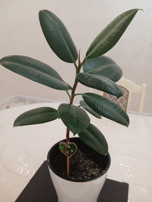 Фикус сатылымда.