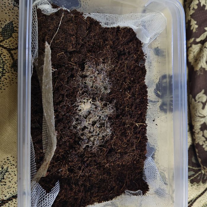 Культура гриндальский червь