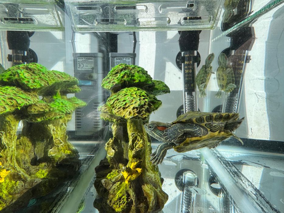 Черепашки с аквариумом+ фильтр, обогреватель