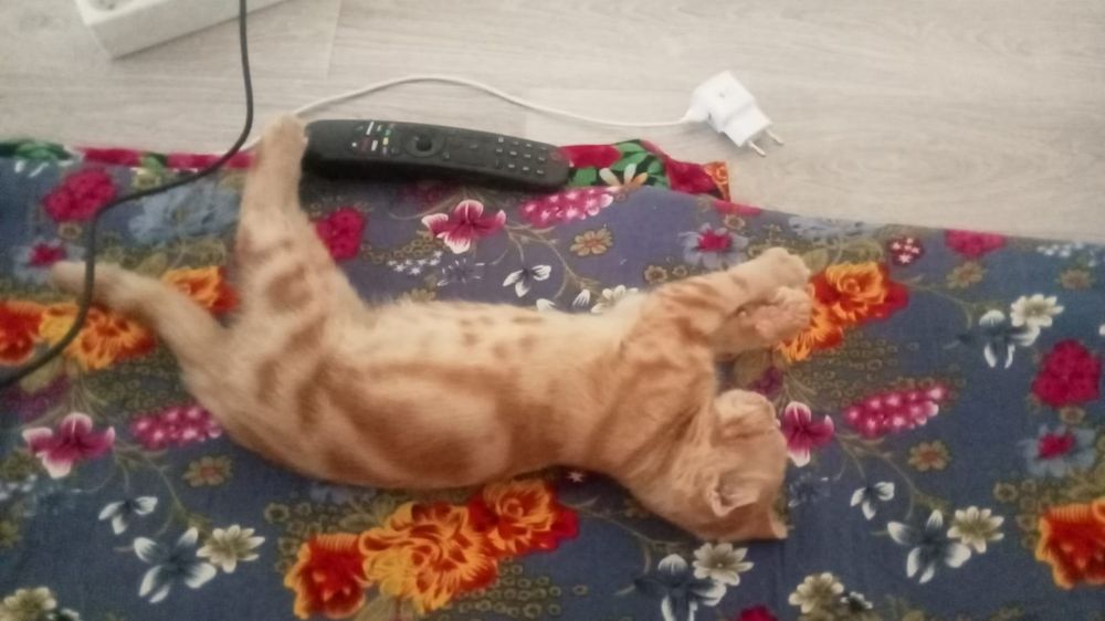 Вислоухие котенок
