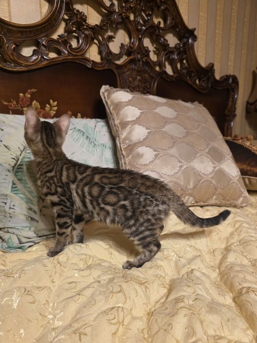 Бенгалски котета