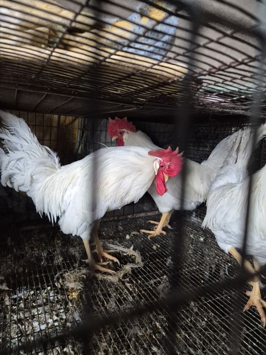 Молодые Петушки легорн