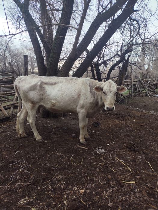 Продам коров, Алматинская обл