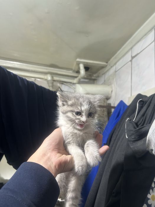 Котята шотландец
