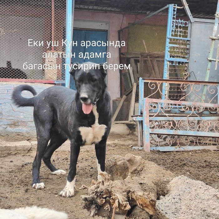 Срочно сатылады ургашы