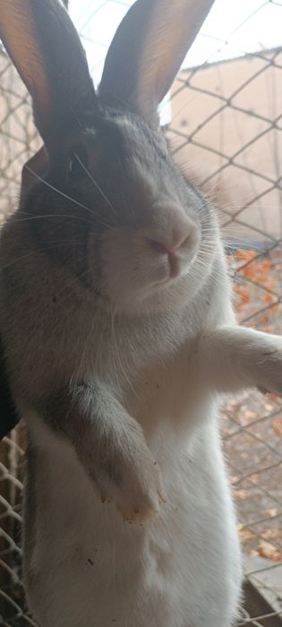 Кролики породистые