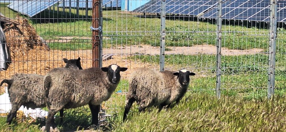 Vând miei și mieluțe rasă de carne Romanov