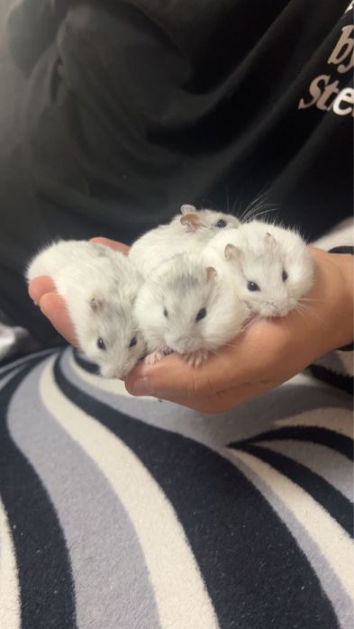 Vand hamsteri pitici!