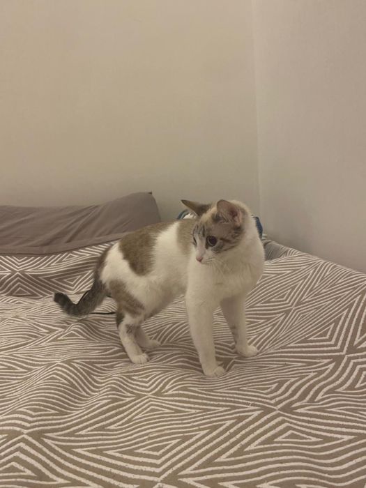 Отдам в хорошие руки