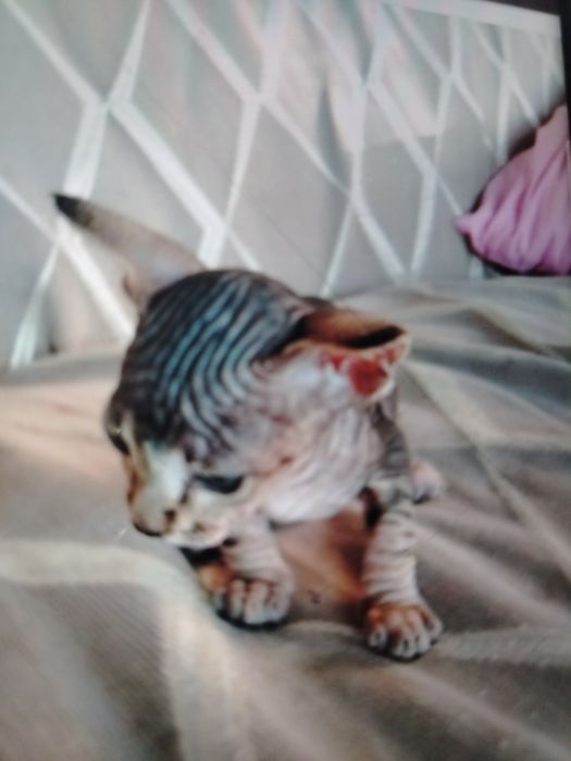Котята сфинкс чистокровные