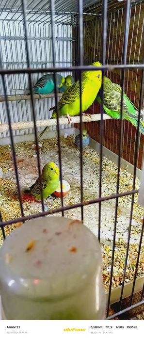 Вълнисти папагали двойки и млади