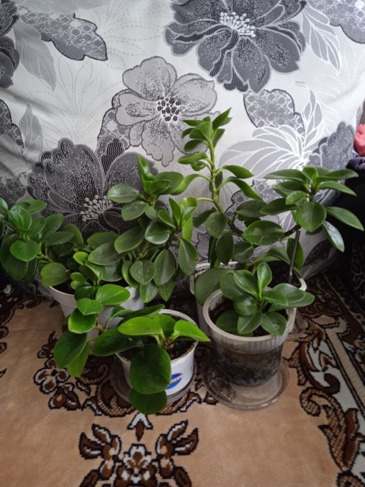 Продам комнатный цветок