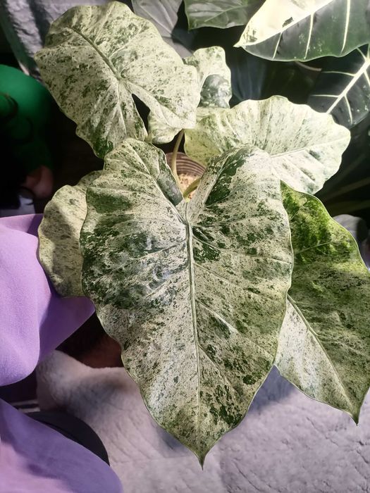 Детка алоказии одора батик