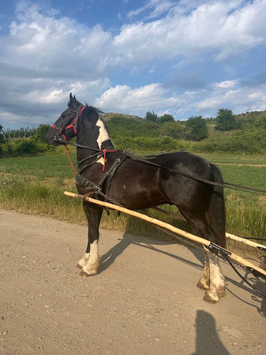 Vand armasar cal tarcat Barokpinto din tata frizian si mama pinto