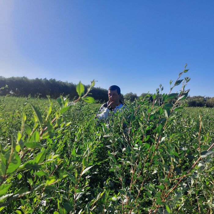 Manzarali daraxtlar tez va arzon narxlarda sotiladi