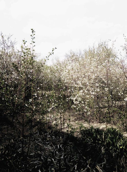 Дача 2 комнаты пмк 29