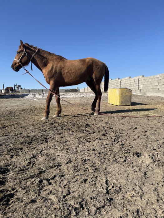 Тау кірең құнан жылқы сатылады