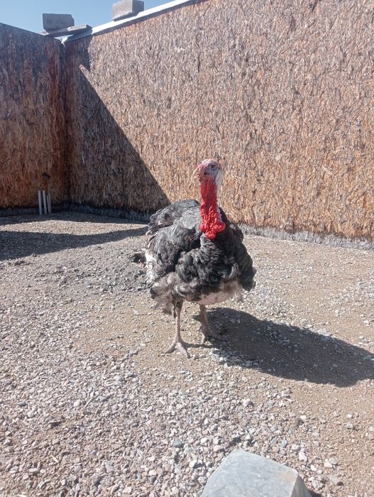 Индюк бролер живой вес