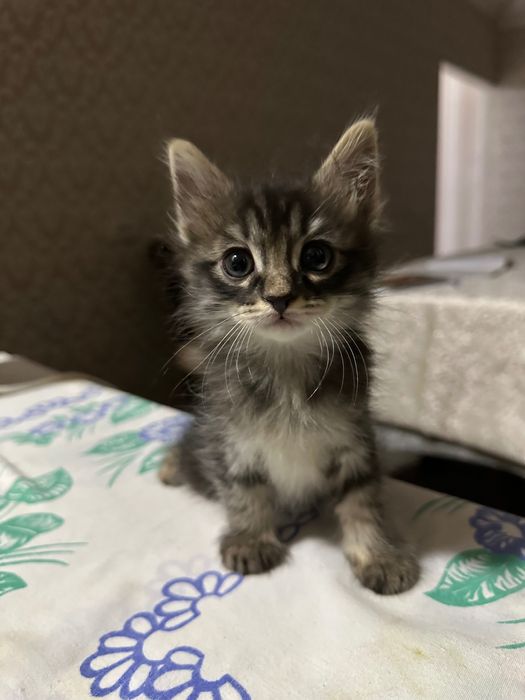 котята бесплатно