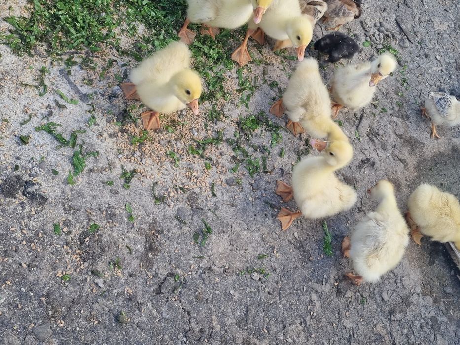 boboci de gâscă de vanzare