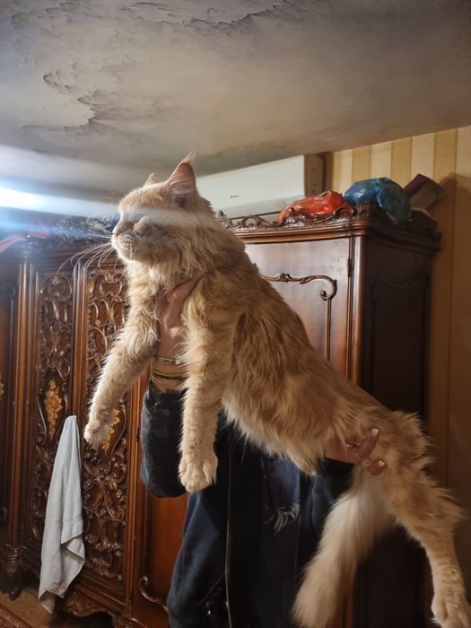 Мейн куун котета