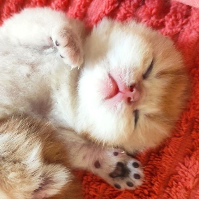 Шикарные котята от правильной вязки NU 12