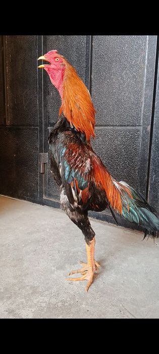 Jo'ja xo'roz sotiladi