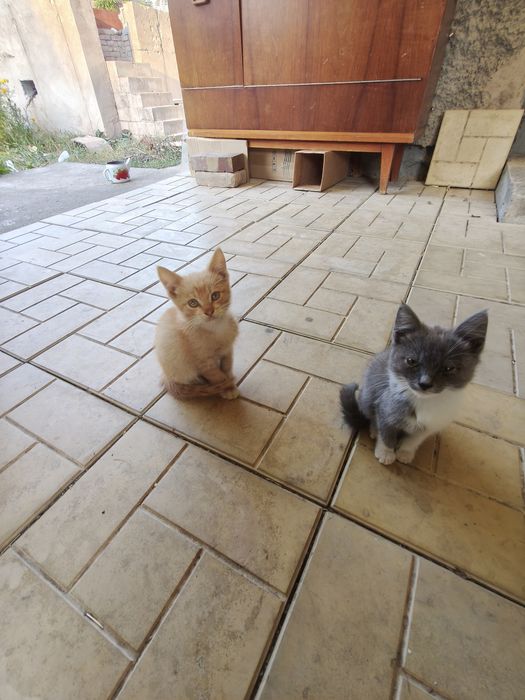 Котята крысыловы.