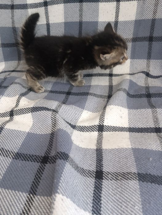 Продам месячного котенка
