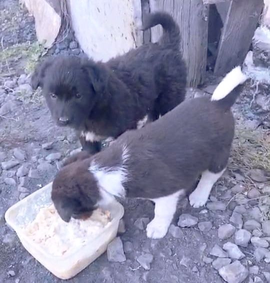 Малыши в самые добрые руки